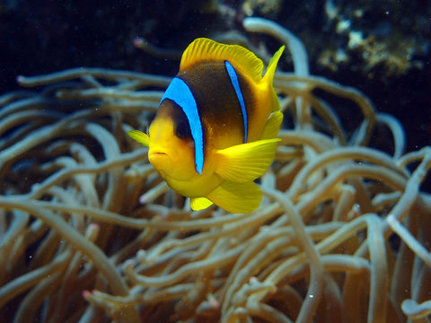 claun fish sea Nemo