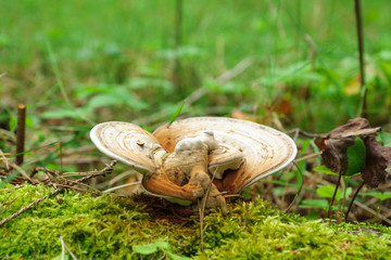 medicinal mushrooms grow in autumn forest