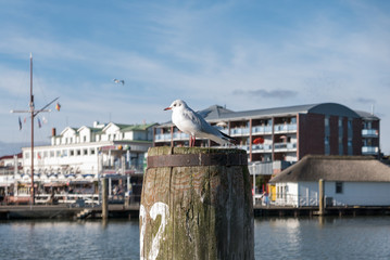 Fototapeta premium Eine Möwe vor der Skyline von Büsum