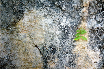 Small tree growing in the crevice of a rock