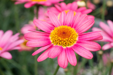 Obraz premium Marguerite