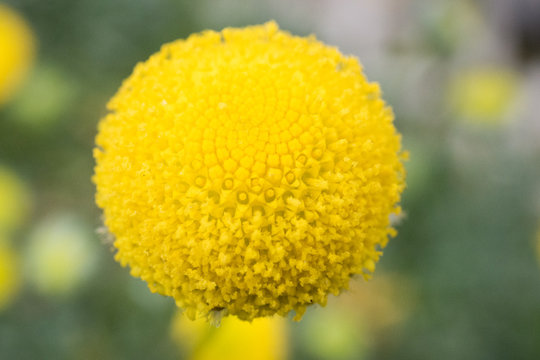 Cotula barbata