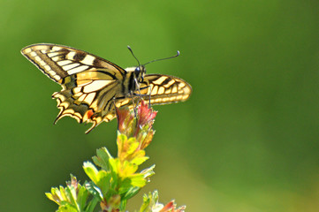 Common Yellow Swallowtail butterfly, Papilio machaon. Butterfly on branch with a green background