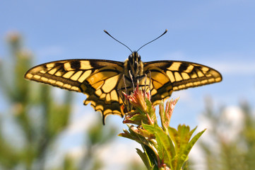 Common Yellow Swallowtail butterfly, Papilio machaon. Butterfly on branch over a blue sky in background