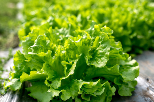 Fresh lettuce in a hothouse - selective focus