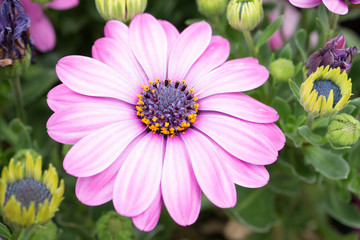 Obraz premium Osteospermum Akira series
