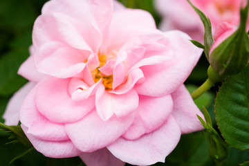 Miniature rose Zebra