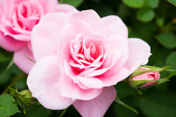 Miniature rose Zebra