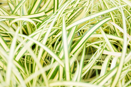 Carex hachijoensis 'Evergold' - Oshima sedge