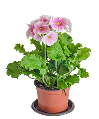 Primula obconica touch me, pink with white flowers in a flowerpot, green leaves, close up, white background