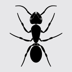 Ant, insect, bug, beetle, antenna, anthilol, colony, hardworking, black, useful