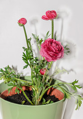 Dark red Ranunculus flower, Ranunculaceae family. Genus include the buttercups, spearworts, and water crowfoots. Flowerpot.