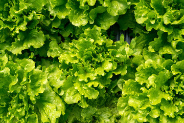 Fresh lettuce in a hothouse - top view