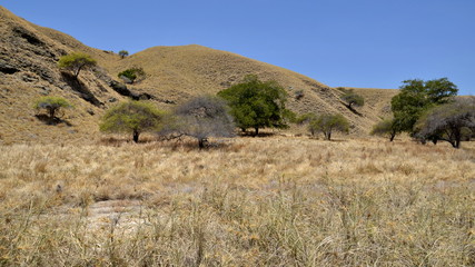 The hills in the steppe covered with dry vegetation.