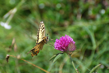 Common Yellow Swallowtail collecting nectar on the flower. Papilio machaon in natural habitat