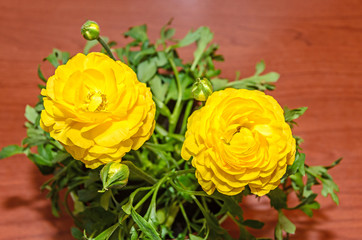 Yellow Ranunculus flowers, Ranunculaceae family. Genus include the buttercups, spearworts, and water crowfoots. Close up, isolated