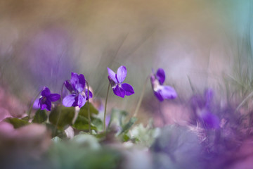 Viola odorata flowers blooming in spring forest