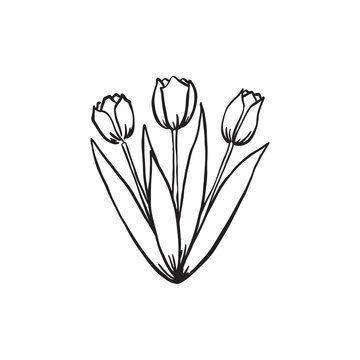 Hand drawn set of  tulips.