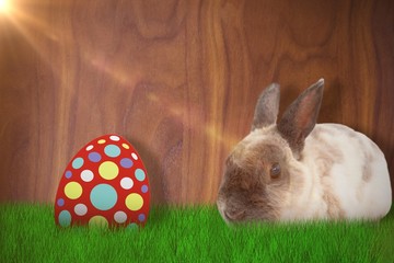 Composite image of portrait of brown rabbit sitting