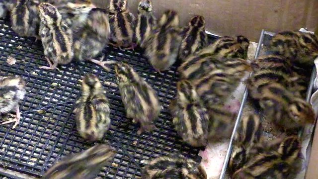 Two-day baby birds of the Japanese quail