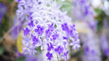Fototapeta premium Purple Wreath, Sandpaper Vine, Queen's Wreath flower in the garden, soft focus