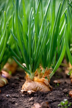 close-up of onion plantation in a hothouse - selective focus, vertical