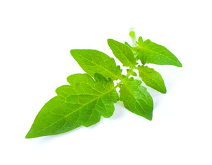 Tomato leaf isolated on white background