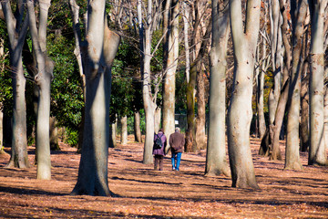 Fototapeta premium 秋の公園の風景