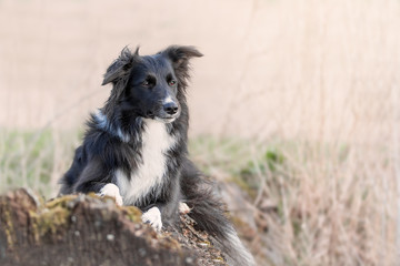 Ein Border Collie hat Spaß