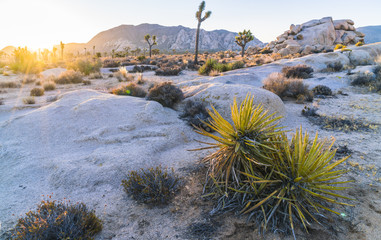 Joshua tree national park at sunset,California,usa.