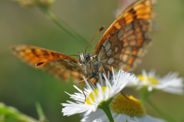 The heath fritillary (Melitaea athalia) Collecting nectar on flower.