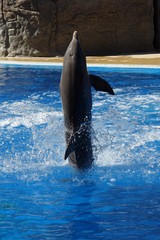TIERE_2265_Delphin © Stephan von Mikusch