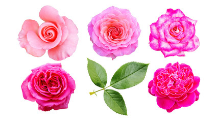 pink roses on isolated white background.