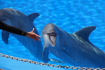 TIERE_2269_Delphin © Stephan von Mikusch