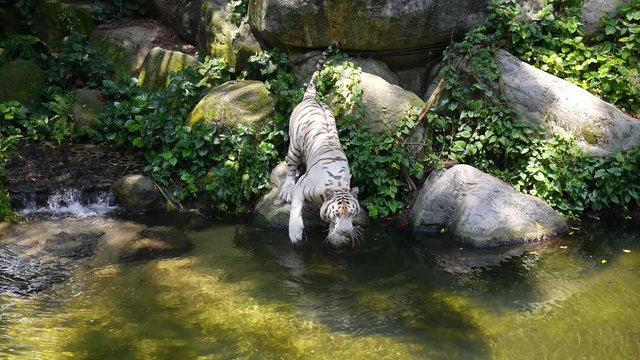 Big White Tiger in Singapore Zoo in River