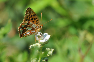 Queen of Spain Fritillary butterfly, Issoria lathonia