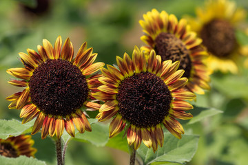 フロリスタンというひまわり