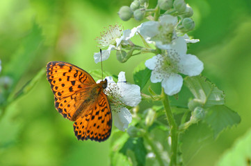 Brenthis daphne, Marbled Fritillary   butterfly collecting nectar on wild flowers. 