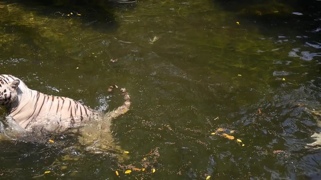 White Tigers Swimming in Water