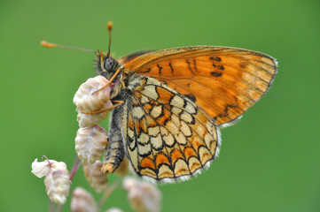 The heath fritillary (Melitaea athalia) on wild grass with beautiful green background.