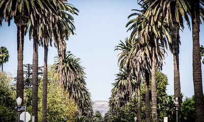 Palm trees in Beverly hills - obrazy, fototapety, plakaty