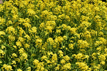 沢山の菜の花