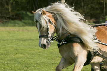 Portret van paard met schitterende blonde lokken.