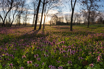 Fototapeta premium Sunny spring lawn at morning