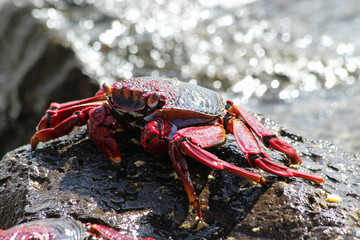 TIERE_2336_rote_Klippenkrabbe