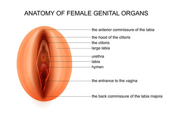 anatomy of female genital organs - obrazy, fototapety, plakaty