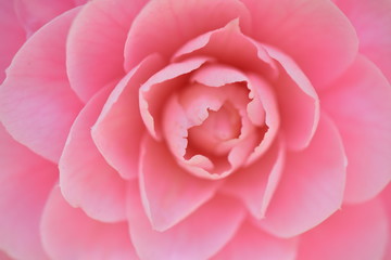乙女椿のアップ　Camellia japonica 