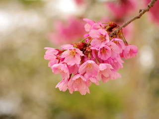 桜の花