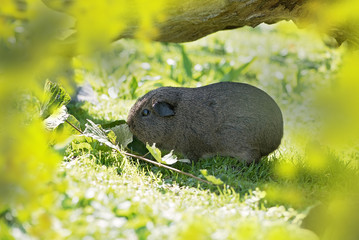 Meerschweinchen (Wild Life)