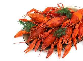Boiled crayfish with dill on white background